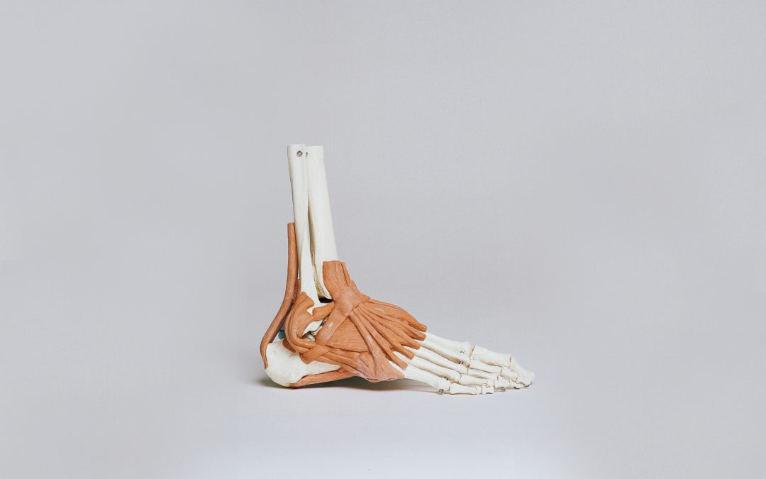 Foot Bones