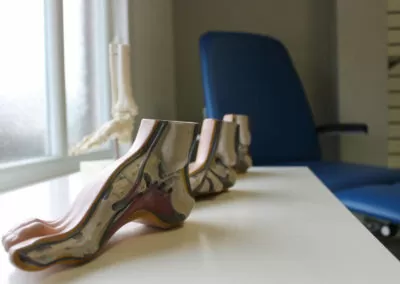 Model of a cross-section through a foot